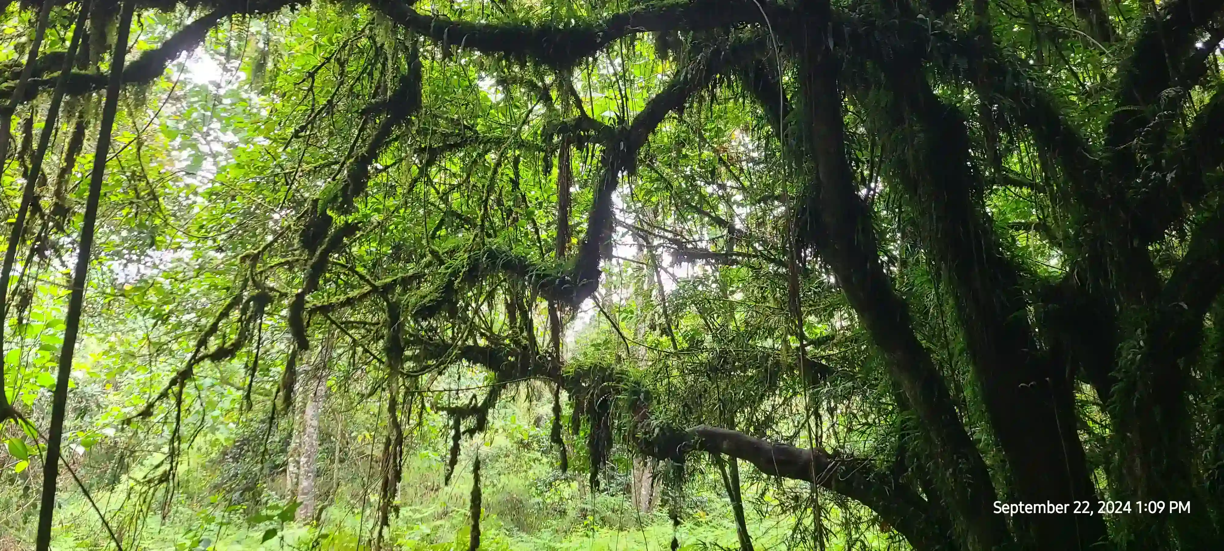 Kathandeni Forest